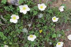 Anemone rupicola